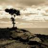 Sepia Tree - Photography Photography - By Teresa Galuppo, Digital Photography Photography Artist