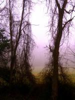 Photography - Morning Fog - Photography