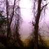 Morning Fog - Photography Photography - By Teresa Galuppo, Digital Photography Photography Artist