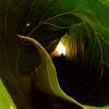 Curled Leaf - Photography Photography - By Teresa Galuppo, Digital Photography Photography Artist