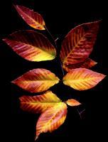 Autumn - Photography Photography - By Teresa Galuppo, Digital Photography Photography Artist