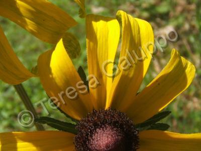 Photography - Little Yellow Flower - Photography