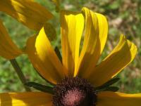 Little Yellow Flower - Photography Photography - By Teresa Galuppo, Digital Photography Photography Artist