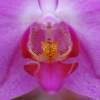 Digital - Carmen Mandel - Flora Photography Artist