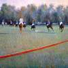 Polo I Love Most - Oil On Canvas Paintings - By Abid Khan, Impressionism Painting Artist