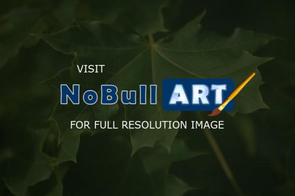 Digital Photos - Norway Maple - Digital Photography