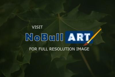 Digital Photos - Norway Maple - Digital Photography