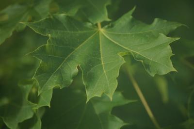 Digital Photos - Norway Maple - Digital Photography