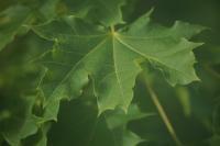 Digital Photos - Norway Maple - Digital Photography