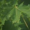 Norway Maple - Digital Photography Photography - By Stephen Summers, Realism Photography Artist