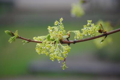 Digital Photos - Raindrops - Digital Photography