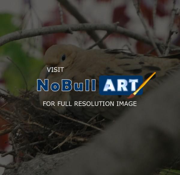 Digital Photos - Nesting - Digital Photography