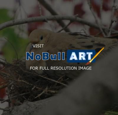 Digital Photos - Nesting - Digital Photography