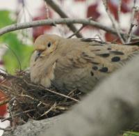 Nesting - Digital Photography Photography - By Stephen Summers, Realism Photography Artist