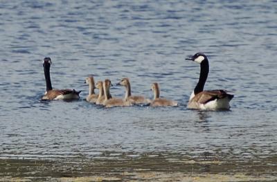 Digital Photos - All In A Row - Digital Photography