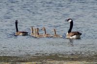 All In A Row - Digital Photography Digital - By Stephen Summers, Realism Digital Artist