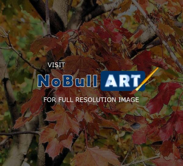 Digital Photos - Fall Leaves - Digital Photography