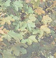 Leaf Patterns - Digital Photography Digital - By Stephen Summers, Realism Digital Artist