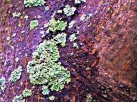 Digital Photos - Lichen - Digital Photography