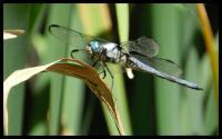 Dragonfly - Digital Photography - By Anna Kupis, Nature Photography Photography Artist