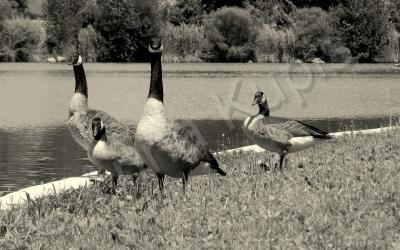 Black  White - Geese Family - Digital