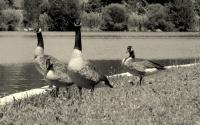 Black  White - Geese Family - Digital