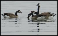 Snack Time - Digital Photography - By Anna Kupis, Nature Photography Photography Artist