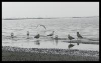 Wildlife - Seagulls - Digital