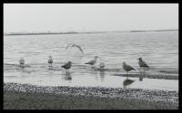 Seagulls - Digital Photography - By Anna Kupis, Nature Photography Photography Artist