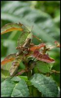 Grasshopper - Digital Photography - By Anna Kupis, Nature Photography Photography Artist
