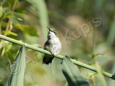 Wildlife - Hummingbird - Digital