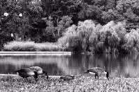 Black  White - Kissena Park Geese - Digital