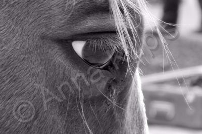 Black  White - Horse Eye - Digital