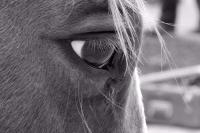 Black  White - Horse Eye - Digital