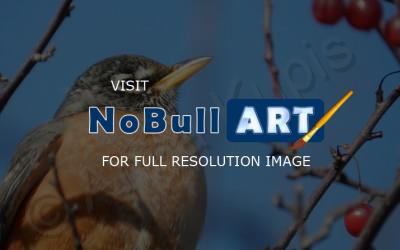 Wildlife - American Robin - Digital