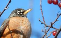 American Robin - Digital Photography - By Anna Kupis, Nature Photography Photography Artist