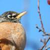 American Robin - Digital Photography - By Anna Kupis, Nature Photography Photography Artist