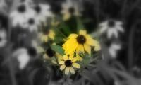 Flowers - Digital Photography - By Anna Kupis, Nature Photography Photography Artist