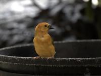 Lunch Time - Digital Photography - By Anna Kupis, Nature Photography Photography Artist