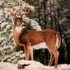 Buck In Snow - Oils On Slate Paintings - By Karen Cortese, Realism Painting Artist