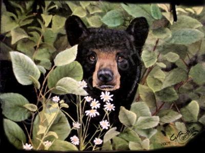 Animals - Black Bear And Daisies - Oils On Slate