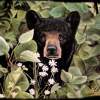 Black Bear And Daisies - Oils On Slate Paintings - By Karen Cortese, Realism Painting Artist