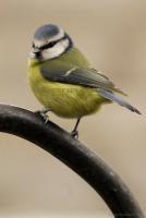 Blue Tit - Digital Photography - By Macsfield Images, Wildlife Photography Artist