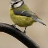 Blue Tit - Digital Photography - By Macsfield Images, Wildlife Photography Artist