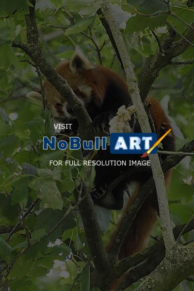 Wildlife - Red Panda - Digital