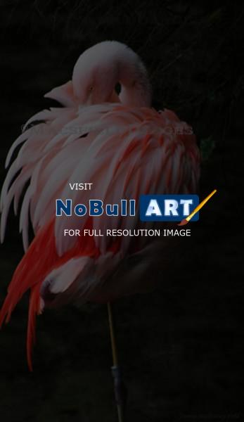 Wildlife - Flamingo - Digital