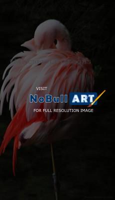 Wildlife - Flamingo - Digital