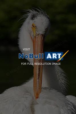 Wildlife - Pelican - Digital