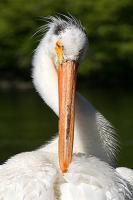 Wildlife - Pelican - Digital