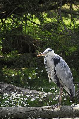 Wildlife - Grey Herron - Digital